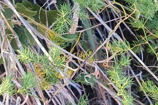 Asparagus-fern