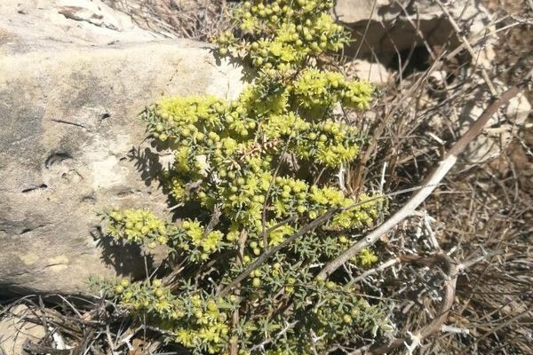 Mediterranean asparagus