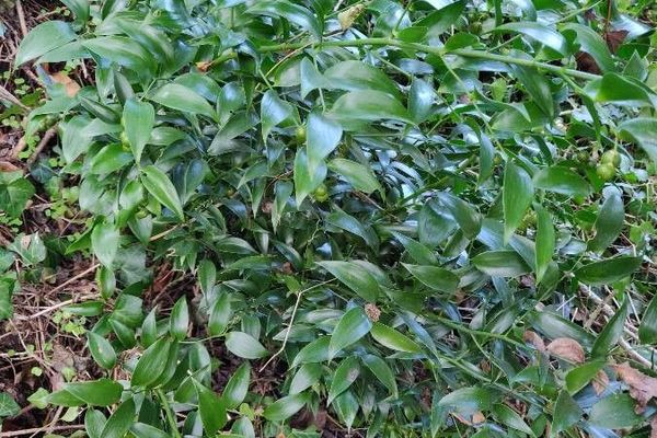 Bridal-creeper