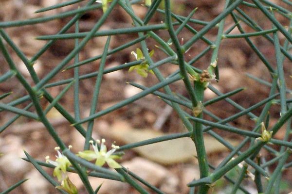 Asparagus horridus