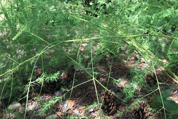 Asparagus schoberioides