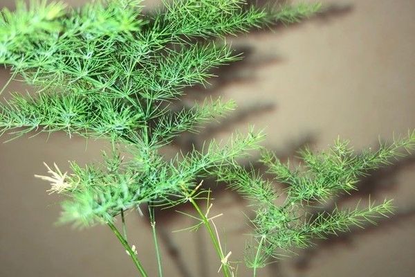 Common asparagus fern