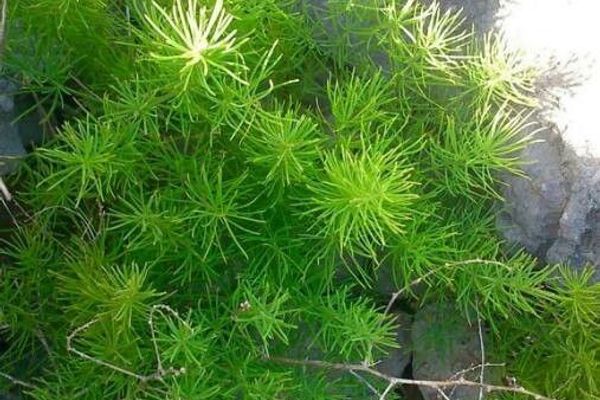 Asparagus tenuifolius