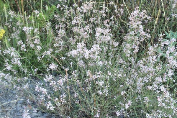 Asperula aristata