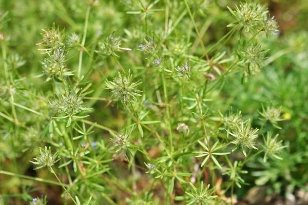 Blue woodruff