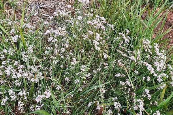 Squinancywort
