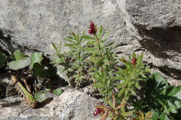 Asperula hirta