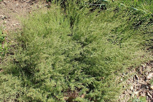 Asperula purpurea