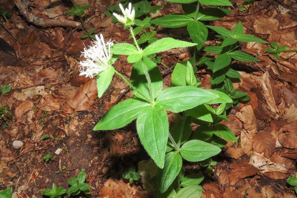 Pink woodruff