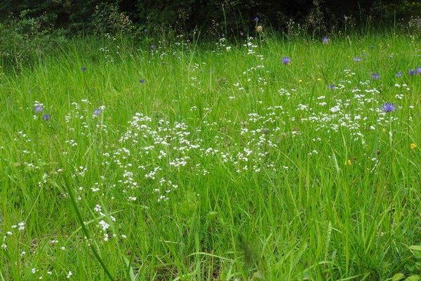 Dyer's woodruff