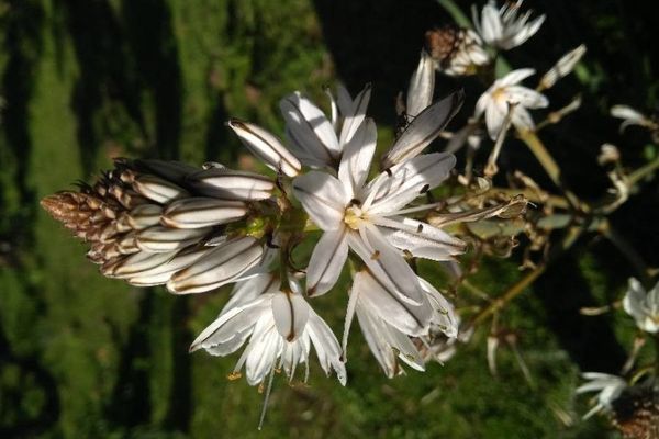 White asphodel