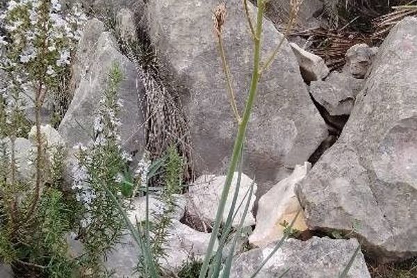 Asphodelus cerasiferus