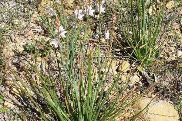 Wild onion