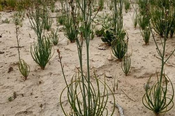 Onionweed