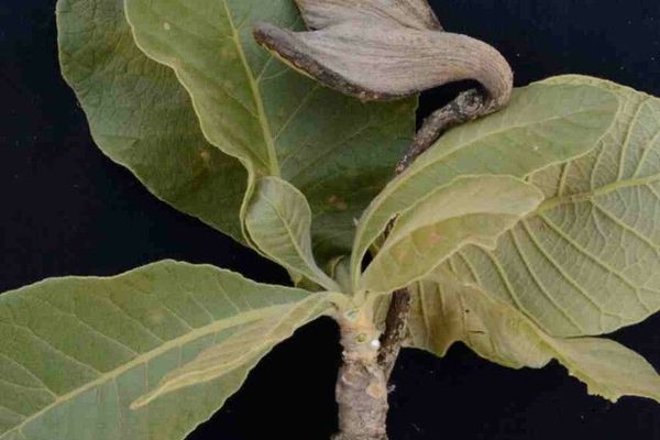 Aspidosperma tomentosum