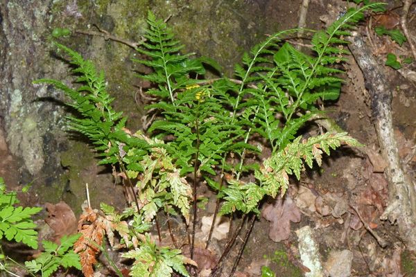 Black spleenwort