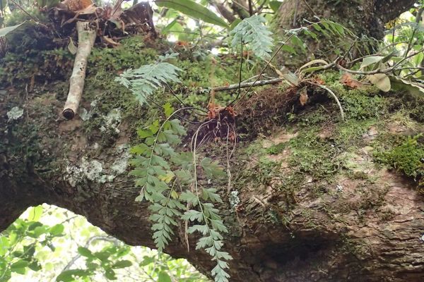 Egyptian spleenwort