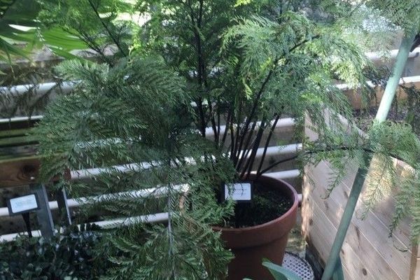 Mother fern