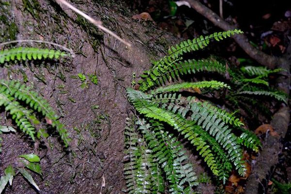 Showy spleenwort