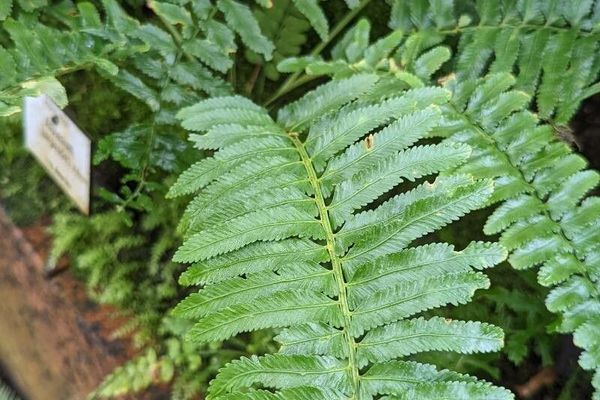 Asplenium harpeodes