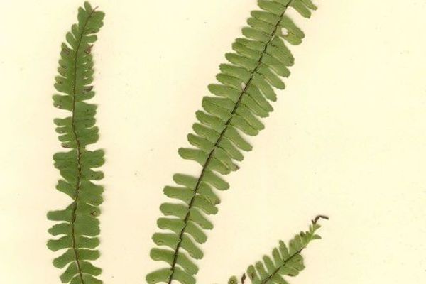 Singlesorus spleenwort