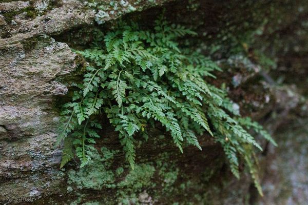 Mountain spleenwort