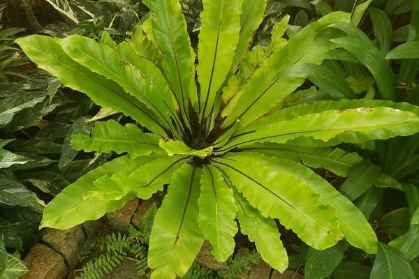 Bird's-nest fern