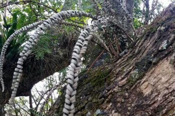 Ebony spleenwort
