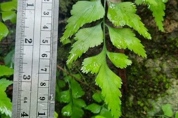 Sickle speenwort