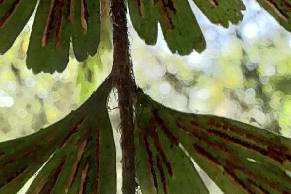 Asplenium praemorsum