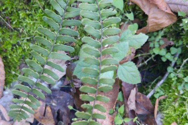 Blackstem spleenwort