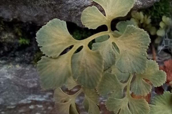 Wall-rue