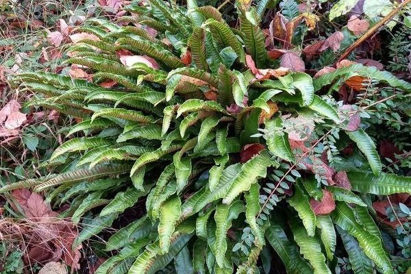 Hart's-tongue fern