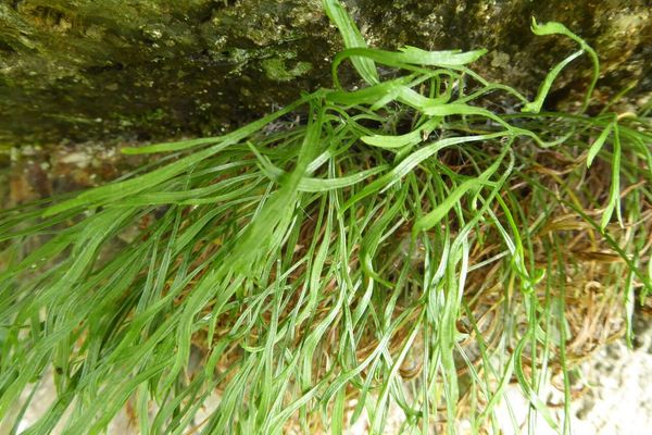 Forked spleenwort