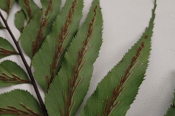 Creeping spleenwort