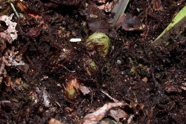 Wild birdnest fern