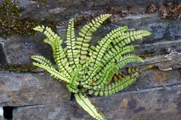 Maidenhair spleenwort