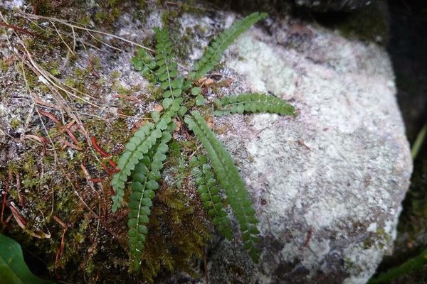 Green spleenwort
