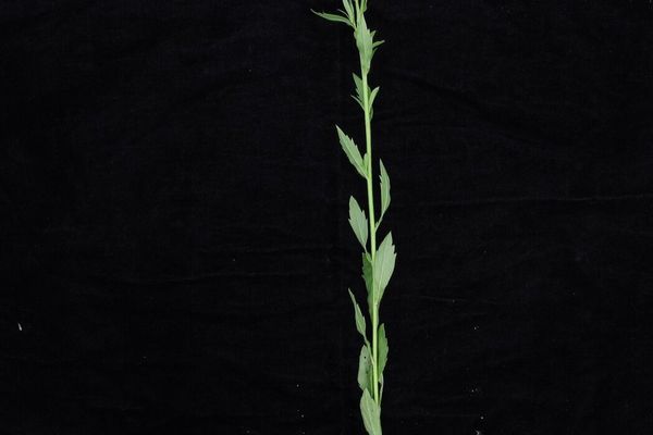 Aster ageratoides