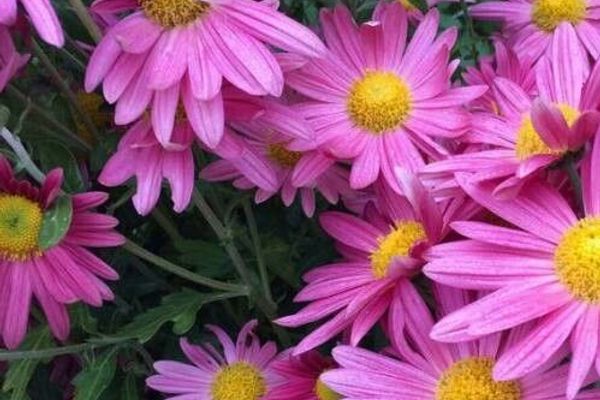 Alpine aster