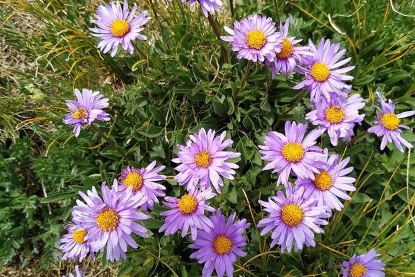 European michaelmas daisy