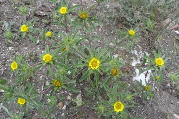 Golden starwort