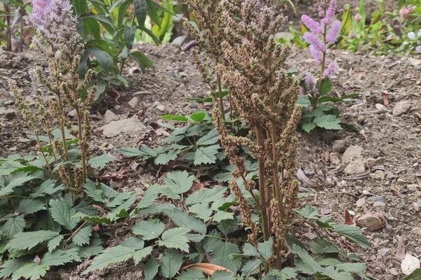 Astilbe rubra