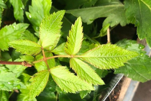 Thunberg's astilbe