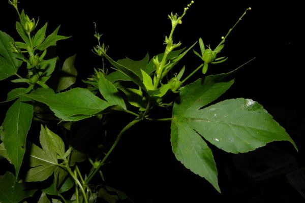 Lobed croton