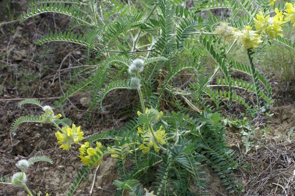 Astragalus alopecuroides