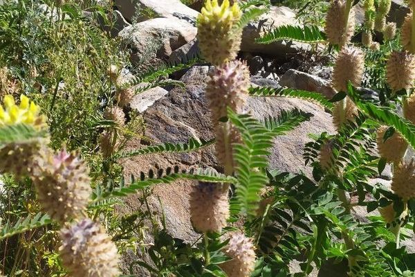 Astragalus alopecurus