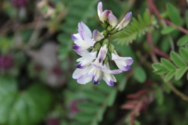 Alpine milk-vetch