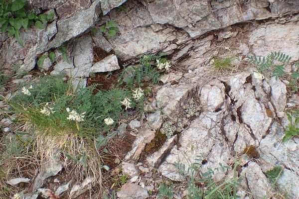Indian milkvetch