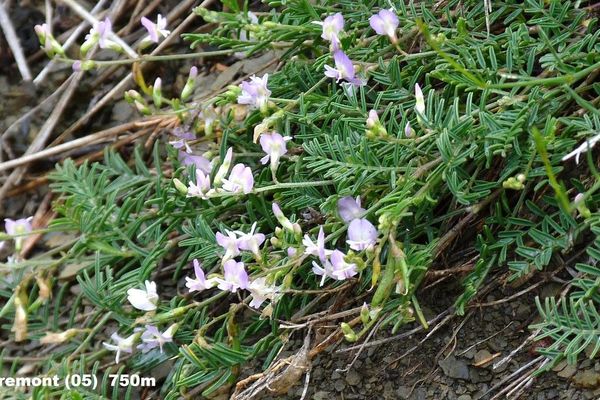 Austrian milk-vetch
